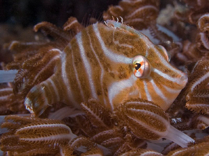 Radial Leatherjacket. East of Dili, East Timor by Doug Anderson 